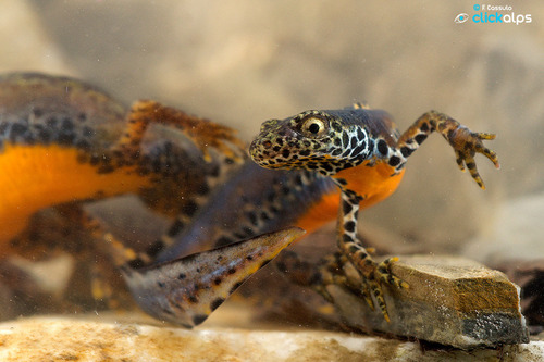 Alpine Newt