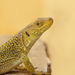 Ocellated Lizard - Photo (c) Samuel Duarte, all rights reserved, uploaded by Samuel Duarte
