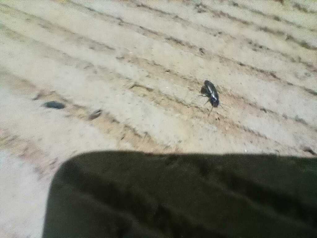 Strawberry Seed Beetle from PJW2+X45, Katrakayalagunta, Andhra Pradesh