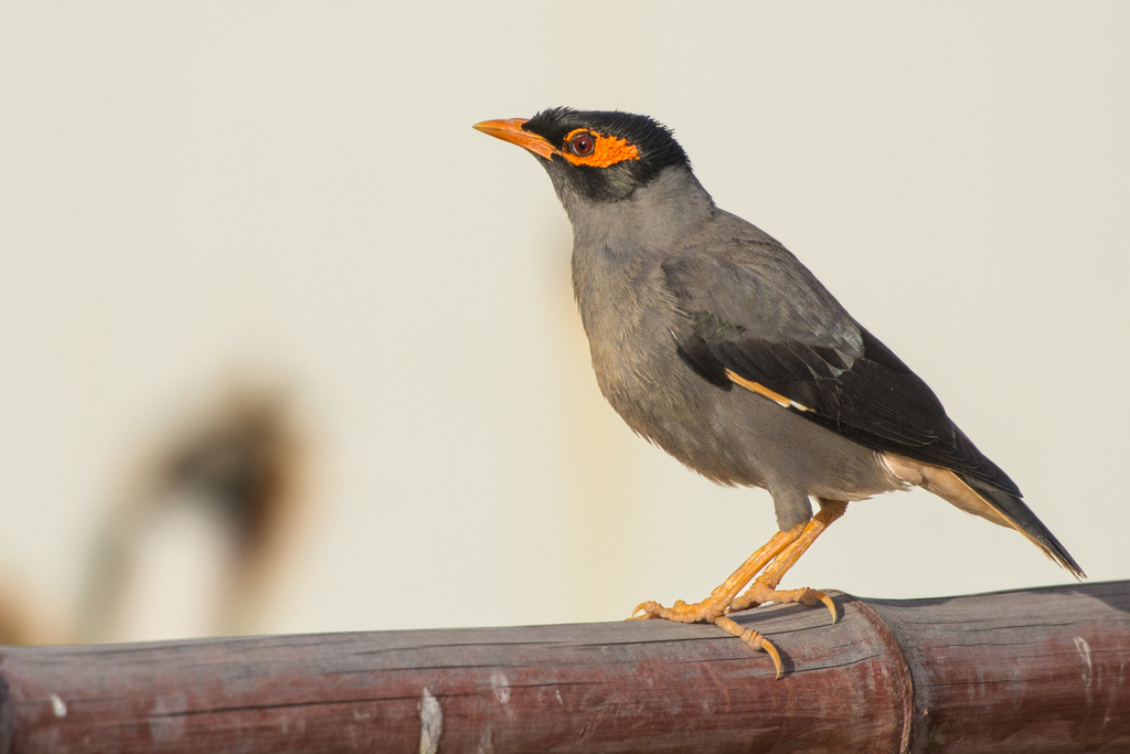 Bank Myna (Acridotheres ginginianus) photo