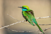 Arabian Green Bee-Eater - Photo (c) kingmaphotos, all rights reserved, uploaded by kingmaphotos