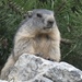 Alpine Marmot - Photo (c) Marco Piga, all rights reserved, uploaded by Marco Piga