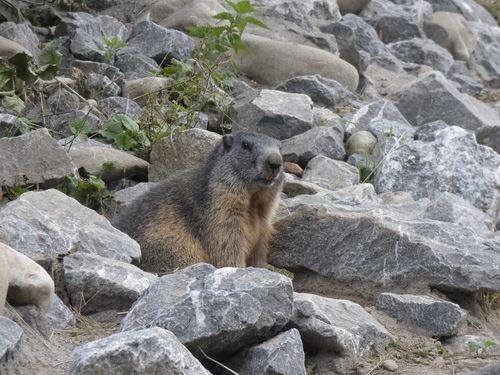 Alpine Marmot