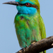 Arabian Green Bee-Eater - Photo (c) kingmaphotos, all rights reserved, uploaded by kingmaphotos