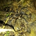 Trinidad Copper Top Tarantula - Photo (c) Rainer Deo, all rights reserved