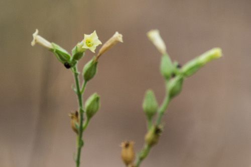desert tobacco