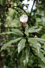 Dimerocostus strobilaceus image