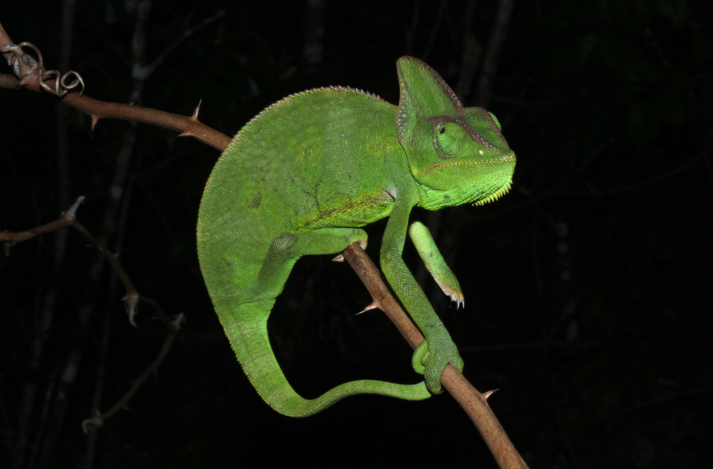 Chamaeleo calyptratus 'Veiled Chameleon' Sub-Adult-veiled ch