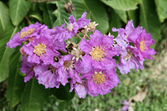 Lagerstroemia speciosa image