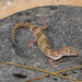 Gecko de Bandas del Desierto - Photo (c) Jake Scott, todos los derechos reservados, subido por Jake Scott