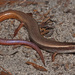 Plestiodon egregius onocrepis - Photo (c) Jake Scott, todos os direitos reservados, uploaded by Jake Scott
