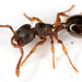 Woodlouse Ant - Photo (c) gernotkunz, all rights reserved, uploaded by gernotkunz