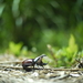 Xylotrupes philippinensis - Photo (c) Mojito La, todos los derechos reservados, subido por Mojito La