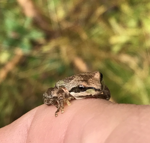 iNaturalist observation photo of Pacific chorus frog