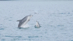Bottlenose Dolphin