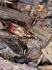 Image of Euscelus elliptiguttatus