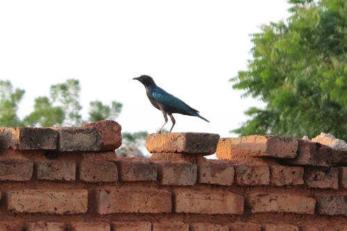 Rüppell's Starling
