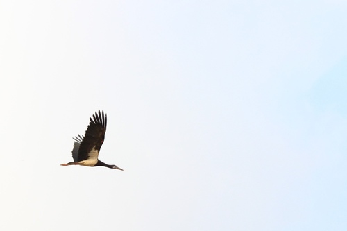 Abdim's Stork