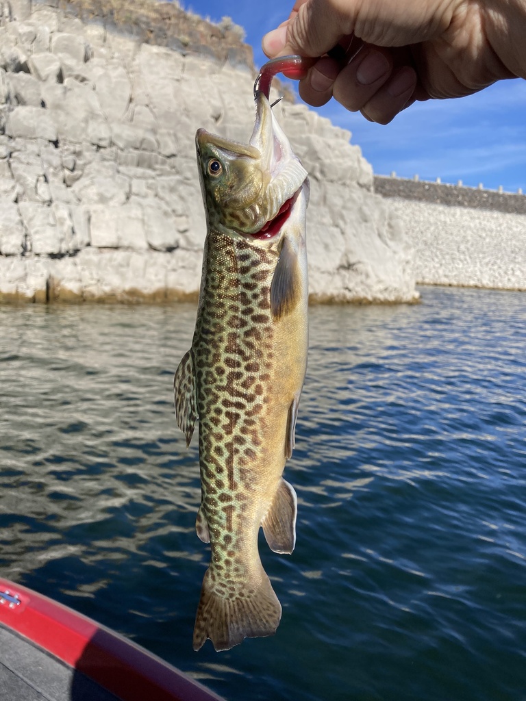 Tiger Trout from Ririe Reservoir, Idaho Falls, ID, US on October 19 ...