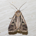 Dingy Cutworm Moth - Photo (c) Timothy Reichard, all rights reserved, uploaded by Timothy Reichard