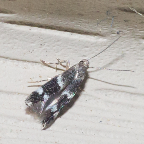 Elachista illectella