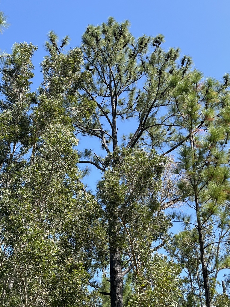 Caribbean pine from Mont-Dore, NC-SU, NC on October 14, 2022 at 09:28 ...