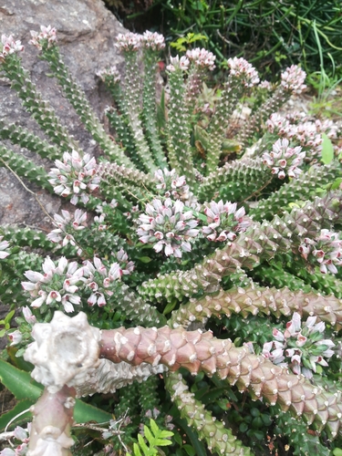 Euphorbia succulenta