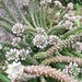 Euphorbia succulenta - Photo (c) Florence Owen, todos los derechos reservados, subido por Florence Owen