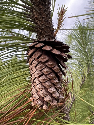 Caribbean pine