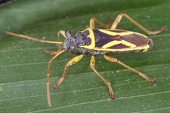 Image of Acinocoris flavicornis