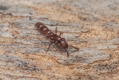 真束蚁属Eusphinctus