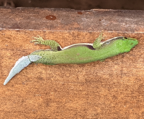 Striped Day Gecko