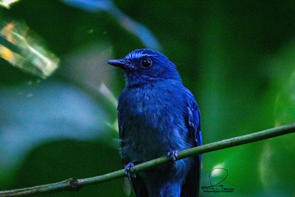 Mindanao Blue-Fantail (Rhipidura superciliaris) photo