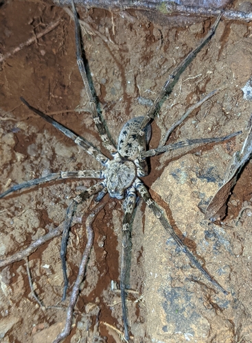 Ornamental Wandering Spider