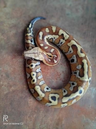 Malaysian Blood Python