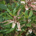 Clethra arborea - Photo (c) sylb, todos los derechos reservados, subido por sylb