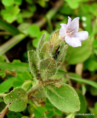 Hemigraphis hirta