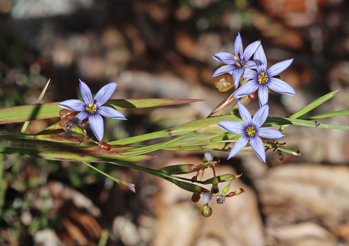 jeweled blue-eyed grass (Sisyrinchium xerophyllum)