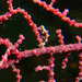Observation photo