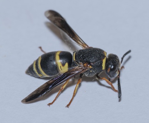 Hidalgo Mason Wasp (Euodynerus hidalgo) · iNaturalist Canada