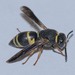 Euodynerus hidalgo - Photo (c) Owen Ridgen, כל הזכויות שמורות, הועלה על ידי Owen Ridgen