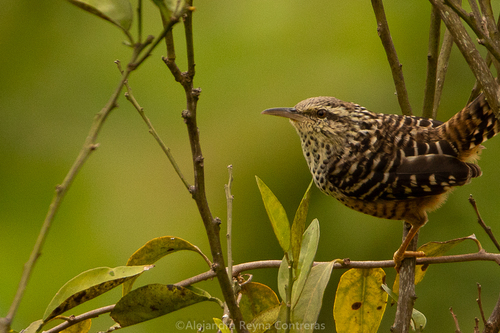 Band-backed Wren