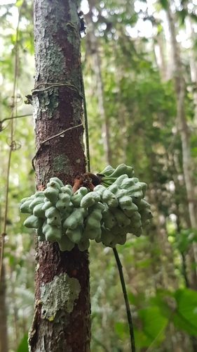 Xylopia decorticans