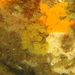 Fern Bryozoan - Photo (c) pvlocicero, all rights reserved