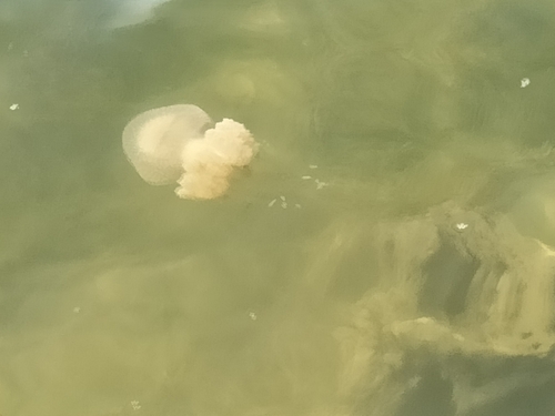 Australian Spotted Jelly