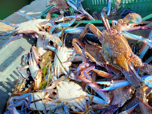 African Blue Swimming Crab