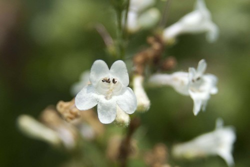 lowland beardtongue (Penstemon alluviorum)