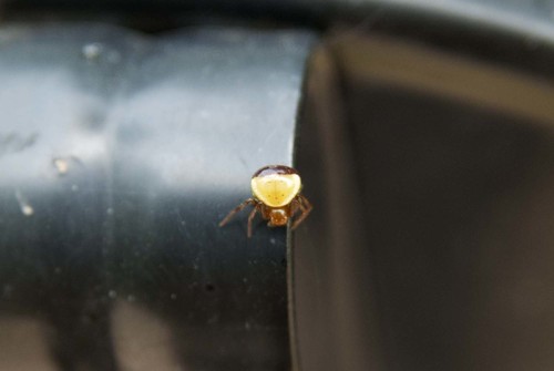 Black-banded Crab Spider