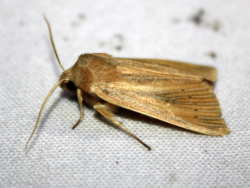 Large Wainscot Moth