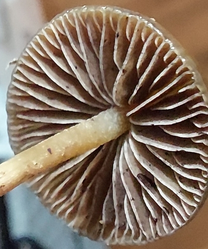 Psilocybe fimetaria